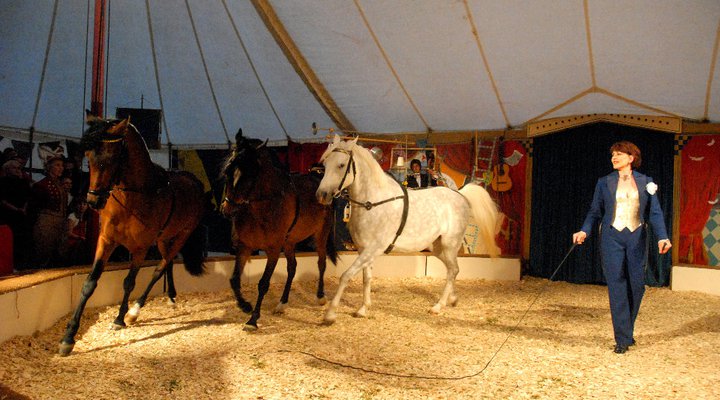 Horses in a circus ring